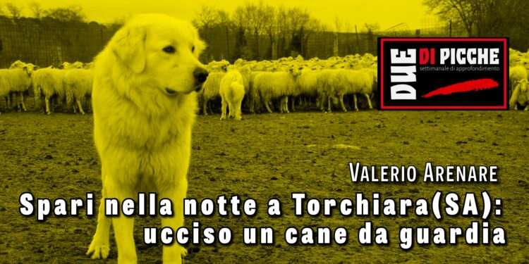 Spari nella notte a Torchiara(SA): ucciso un cane da guardia