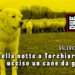 Spari nella notte a Torchiara(SA): ucciso un cane da guardia