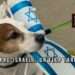 Corteo pro-Israele: un flop targato FDI