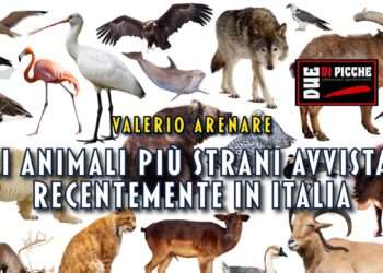 Gli animali più strani avvistati recentemente in Italia
