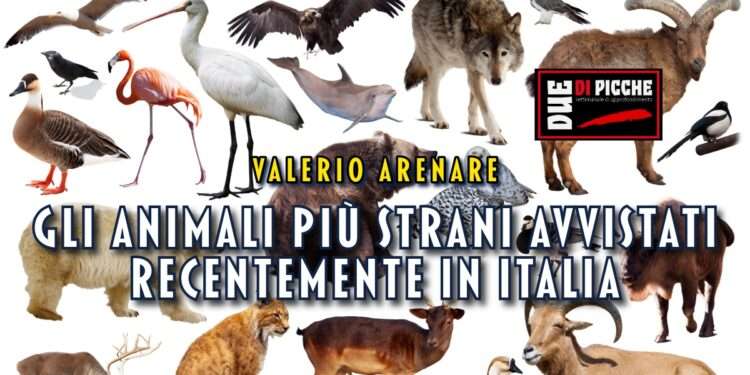 Gli animali più strani avvistati recentemente in Italia