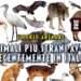 Gli animali più strani avvistati recentemente in Italia
