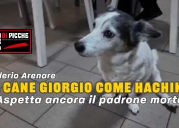 Il cane Giorgio come Hachikō.