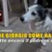 Il cane Giorgio come Hachikō.