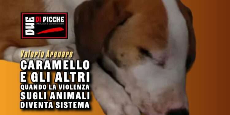 Caramello e gli altri: quando la violenza sugli animali diventa sistema