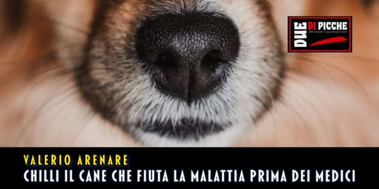 Chilli il cane cheese fiuta