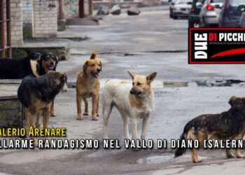 allarme randagismo