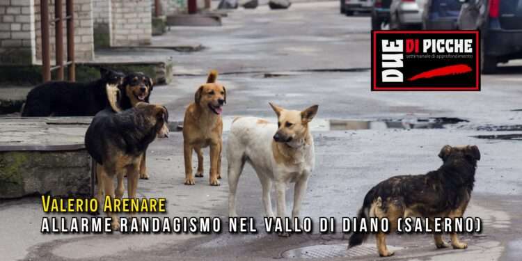 allarme randagismo