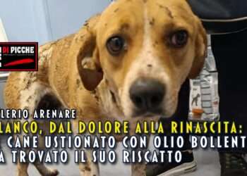Blanco, dal dolore alla rinascita: il cane ustionato con olio bollente ha trovato il suo riscatto
