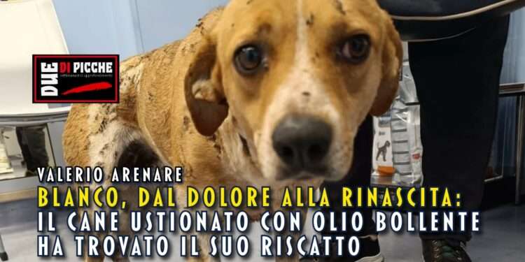 Blanco, dal dolore alla rinascita: il cane ustionato con olio bollente ha trovato il suo riscatto