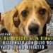 Blanco, dal dolore alla rinascita: il cane ustionato con olio bollente ha trovato il suo riscatto