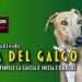 Día del Galgo, quando finisce la caccia e inizia l’orrore