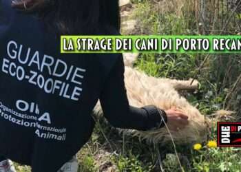 La strage dei cani di Porto Recanati