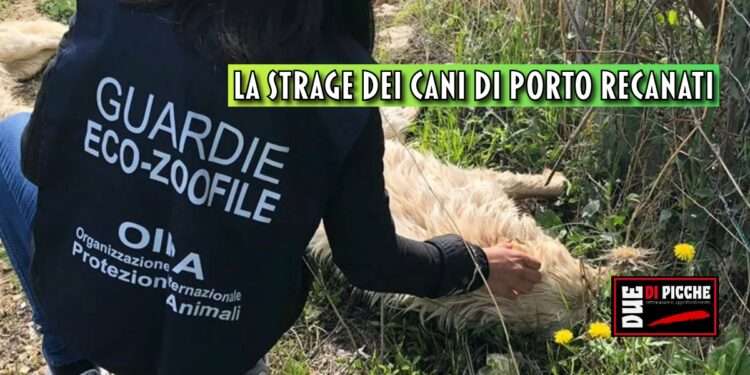 La strage dei cani di Porto Recanati