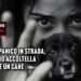 Olbia: panico in strada, tunisino accoltella a morte un cane