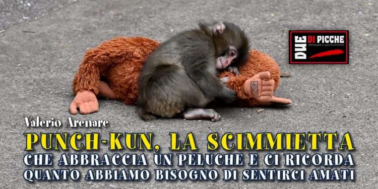Punch-kun la scimmietta