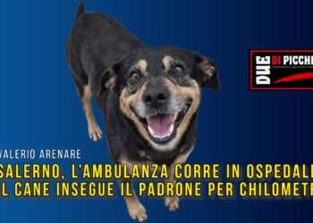 Salerno, l’ambulanza corre in ospedale: il cane insegue il padrone per chilometri
