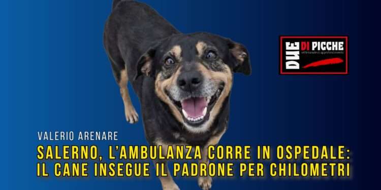 Salerno, l’ambulanza corre in ospedale: il cane insegue il padrone per chilometri