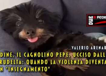 Udine il cagnolino Pepe