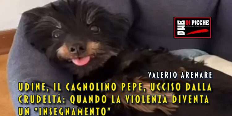 Udine il cagnolino Pepe