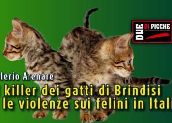 Il killer dei gatti di Brindisi e le violenze sui felini in Italia