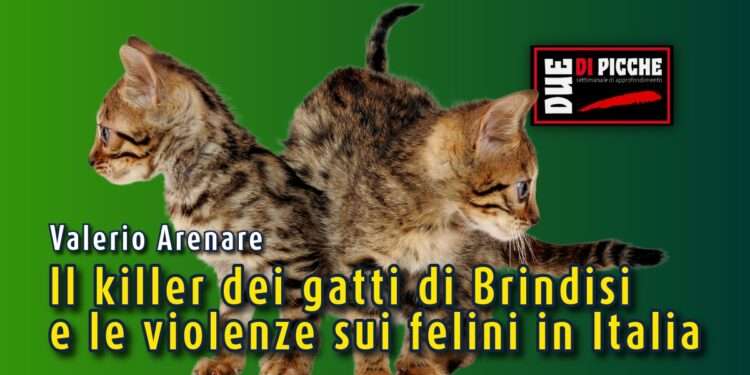 Il killer dei gatti di Brindisi e le violenze sui felini in Italia