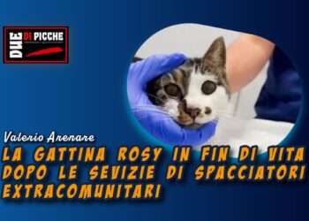 La gattina Rosy in fin di vita dopo le sevizie di spacciatori extracomunitari