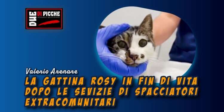 La gattina Rosy in fin di vita dopo le sevizie di spacciatori extracomunitari