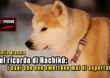 Nel ricordo di Hachikō: i cani che non smettono mai di aspettare