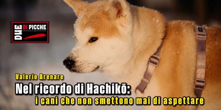 Nel ricordo di Hachikō: i cani che non smettono mai di aspettare