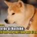 Nel ricordo di Hachikō: i cani che non smettono mai di aspettare