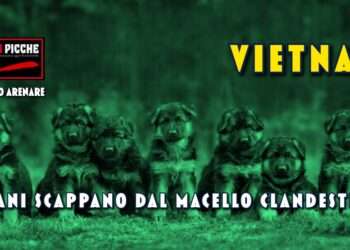 Vietnam: sette cani scappano dal macello clandestino