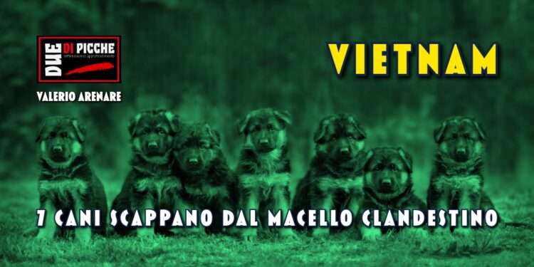 Vietnam: sette cani scappano dal macello clandestino