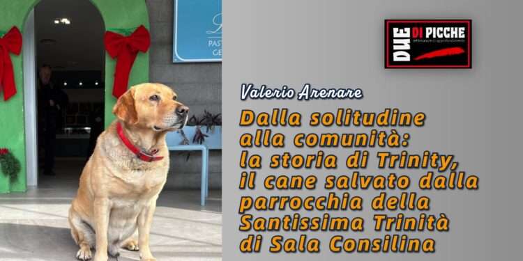 Dalla solitudine alla comunità: la storia di Trinity, il cane salvato dalla parrocchia della Santissima Trinità di Sala Consilina