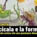 La cicala e la formica. Una favola antica che non possiamo dimenticare