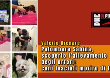Palombara Sabina, scoperto l’allevamento degli orrori: cani lasciati morire di fame