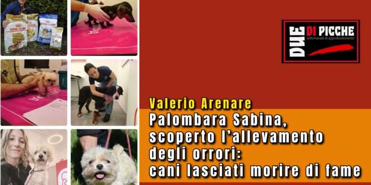 Palombara Sabina, scoperto l’allevamento degli orrori: cani lasciati morire di fame