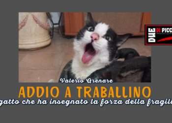 Addio a Traballino, il gatto che ha insegnato la forza della fragilità