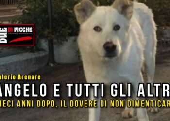 Angelo e tutti gli altri: dieci anni dopo