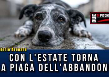 Con l'estate torna la piaga dell'abbandono