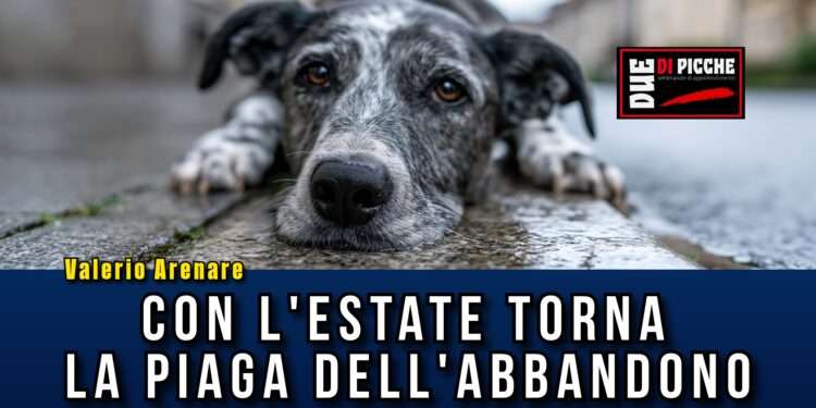Con l'estate torna la piaga dell'abbandono
