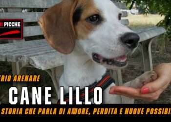 Il cane Lillo: una storia che parla di amore, perdita e nuove possibilità