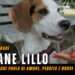 Il cane Lillo: una storia che parla di amore, perdita e nuove possibilità