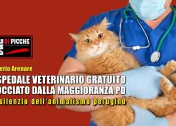 Ospedale veterinario gratuito bocciato dalla maggioranza PD, il silenzio dell'animalismo perugino