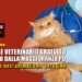 Ospedale veterinario gratuito bocciato dalla maggioranza PD, il silenzio dell'animalismo perugino