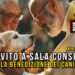 San Vito a Sala Consilina: la benedizione dei cani