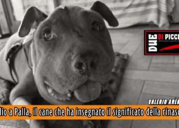 Addio a Palla, il cane che ha insegnato il significato della rinascita