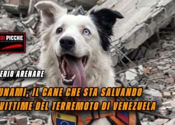 Tsunami, il cane che sta salvando le vittime del terremoto di Venezuela