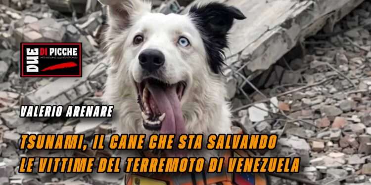 Tsunami, il cane che sta salvando le vittime del terremoto di Venezuela