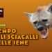 il tempo degli sciacalli